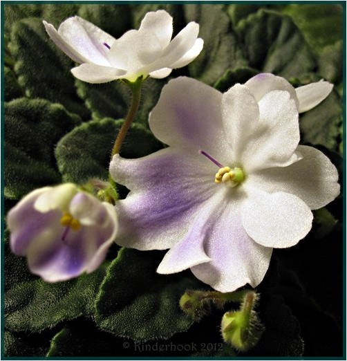Four Stages of Blossoming